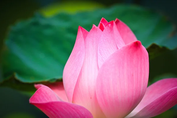 Pink Lotus — Stock Photo, Image