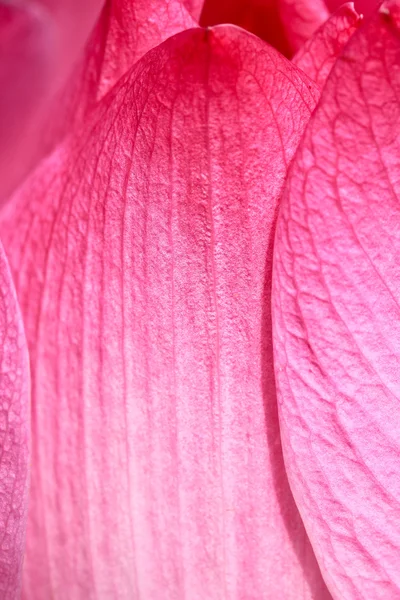 Розовый лотос — стоковое фото
