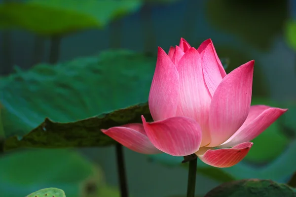 Pink lotus — Stock Fotó