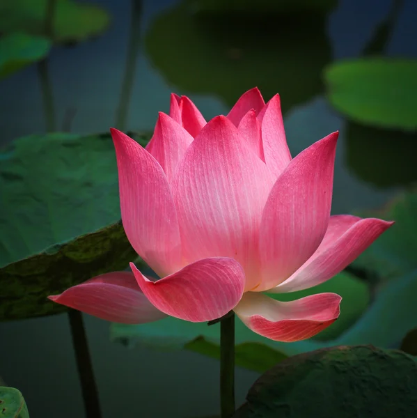 Pink Lotus — Stock Photo, Image