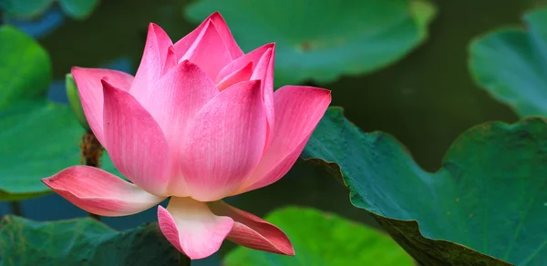 Pink Lotus — Stock Photo, Image