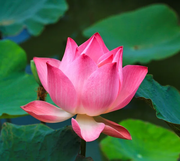 Pink Lotus — Stock Photo, Image