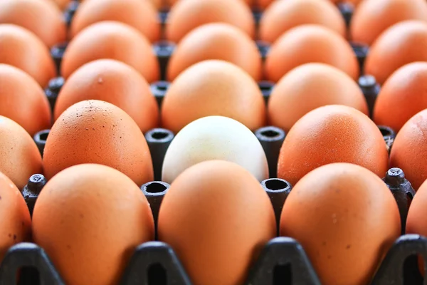 Eggs background — Stock Photo, Image