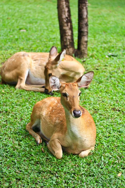 Antelope — Stock Photo, Image