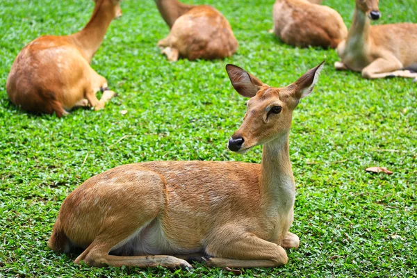 Antelope — Stock Photo, Image