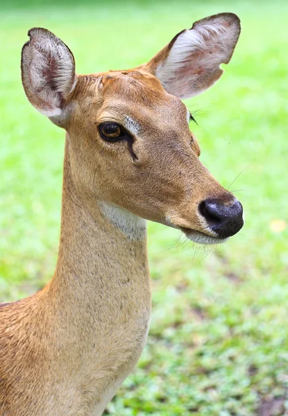 Antilope — Stockfoto