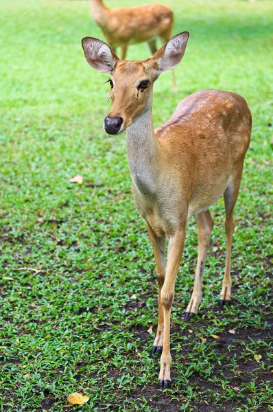 Antelope — Stock Photo, Image