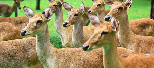 Antelope — Stock Photo, Image