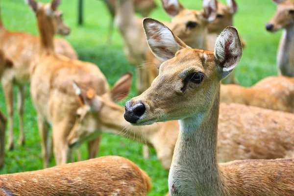 Antelope — Stock Photo, Image