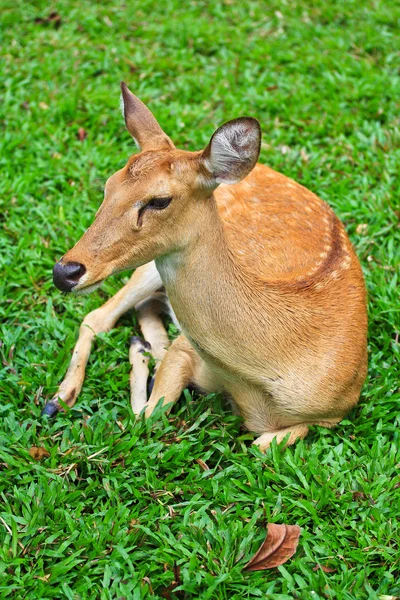 Antelope — Stock Photo, Image