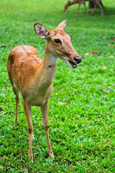 Antelope — Stock Photo, Image