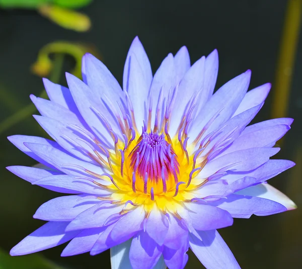 Prachtige lotus — Stockfoto