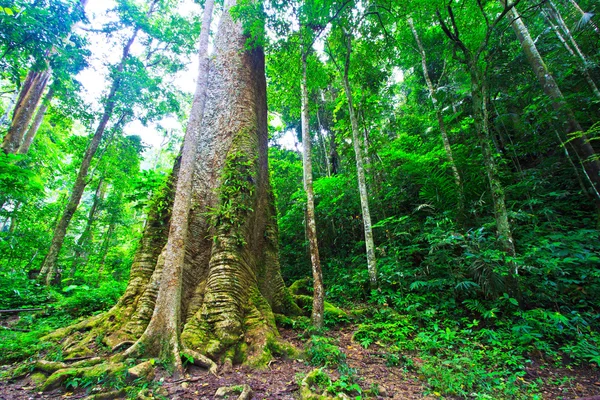 Duże drzewo w lesie — Zdjęcie stockowe