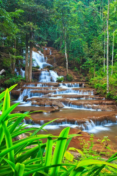 Cascada en el bosque —  Fotos de Stock