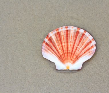 Deniz yıldızı bir kabuk