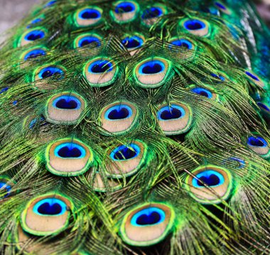 Peacock feathers clipart