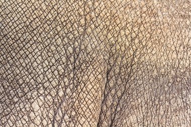 Rhino cilt