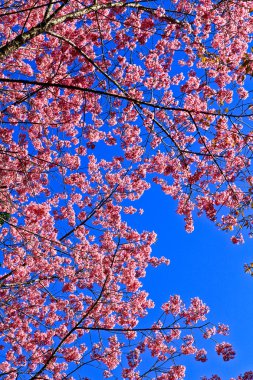 kiraz çiçeği yolu