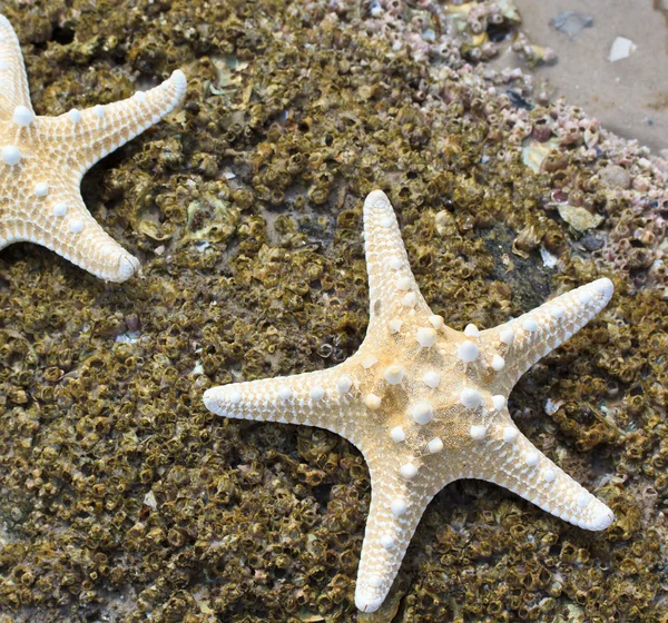 Sea star an shell — Stock Photo, Image