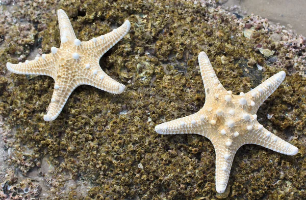 Sea star shellu — Stock fotografie