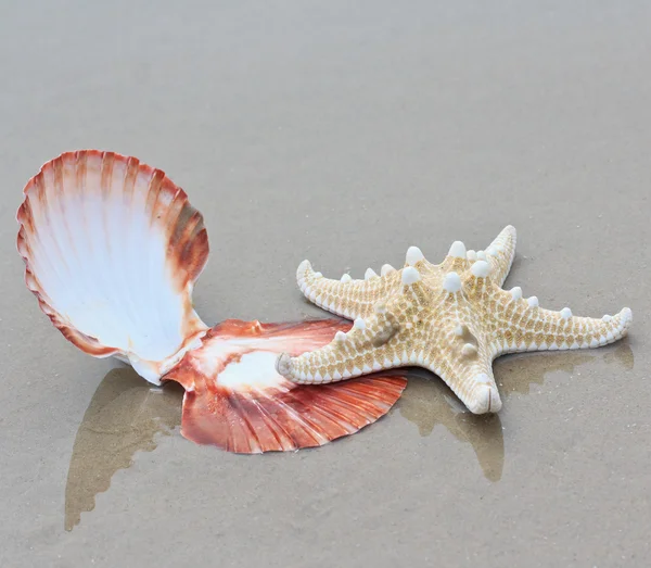 Sea star an shell — Stock Photo, Image