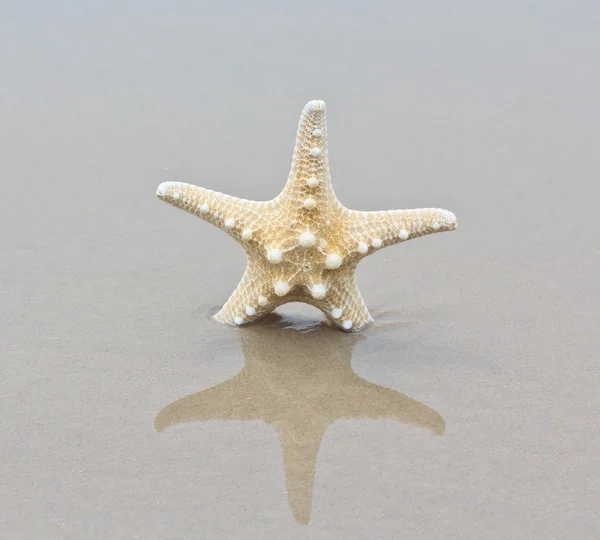 Sea star an shell — Stock Photo, Image