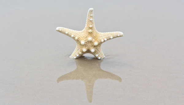 Sea star an shell — Stock Photo, Image