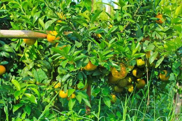 Апельсиновый сад — стоковое фото