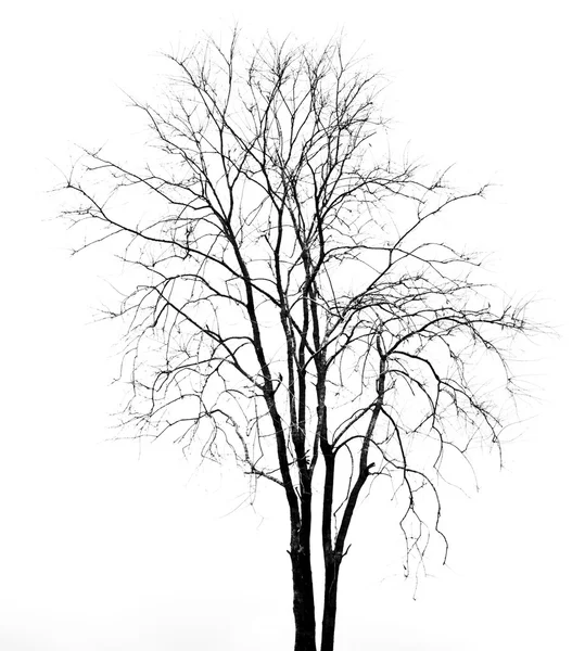 Albero morto — Foto Stock