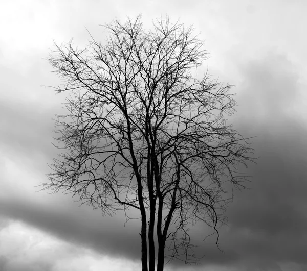 Albero morto — Foto Stock