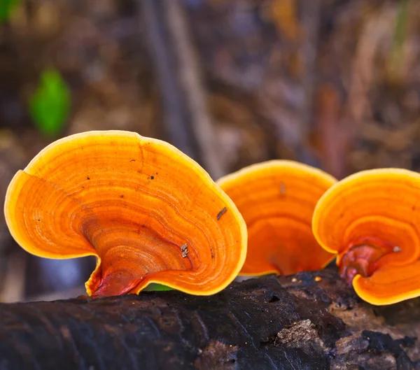 Brown mushrooms — Stock Photo, Image