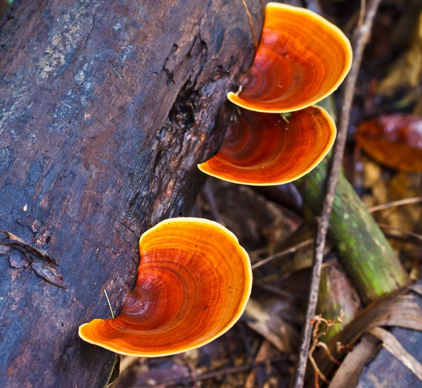 Brown mushrooms — Stock Photo, Image