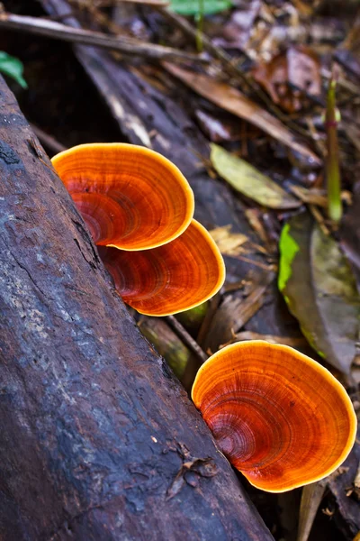 Brown mushrooms — Stock Photo, Image