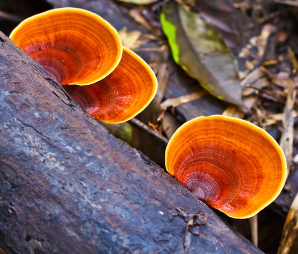 Brown mushrooms — Stock Photo, Image