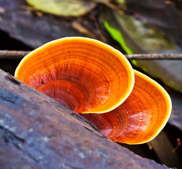 Brown mushrooms — Stock Photo, Image