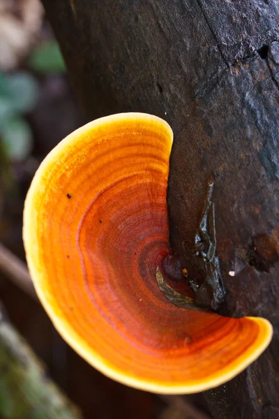 Hnědé žampiony — Stock fotografie