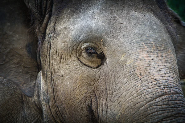 Elephant — Stock Photo, Image