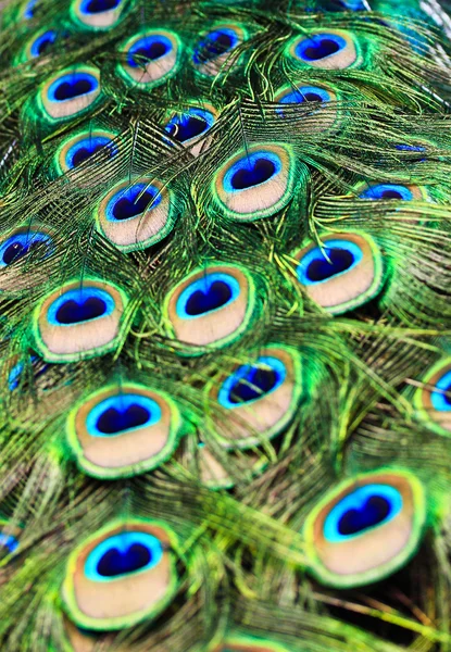 Peacock feathers — Stock Photo, Image