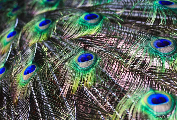 Peacock feathers — Stock Photo, Image