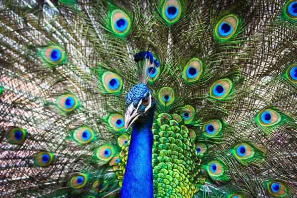 Green beautiful peacock — Stock Photo, Image