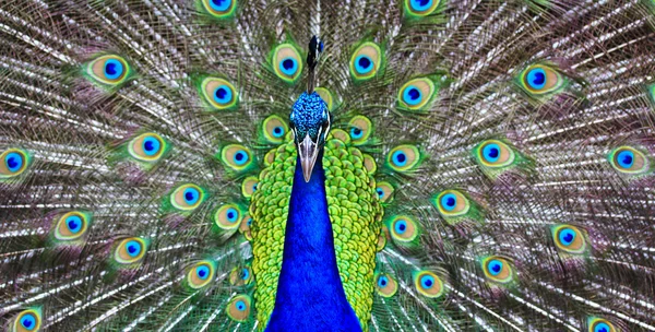 Yeşil güzel tavuskuşu — Stok fotoğraf