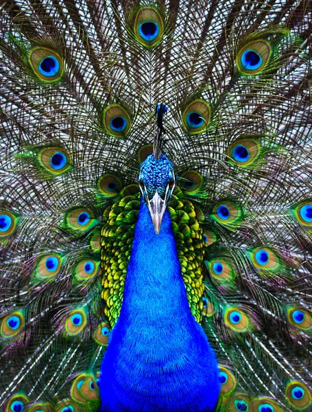 Grüner schöner Pfau — Stockfoto