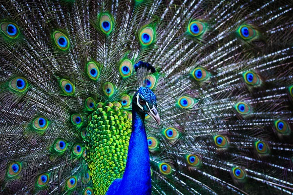 Pavo real hermoso verde — Foto de Stock