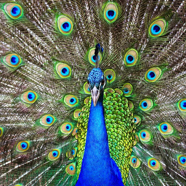 Groene mooie peacock — Stockfoto