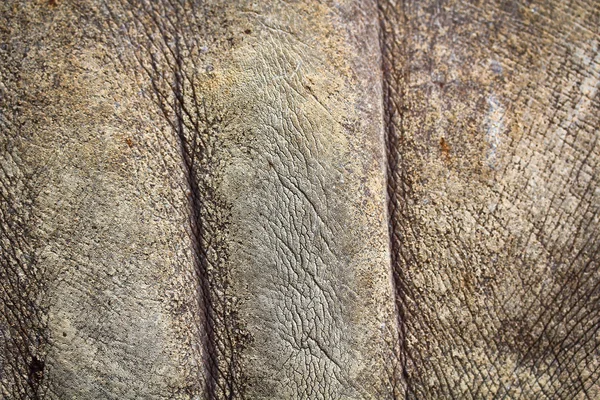 Rhino skin — Stock Photo, Image