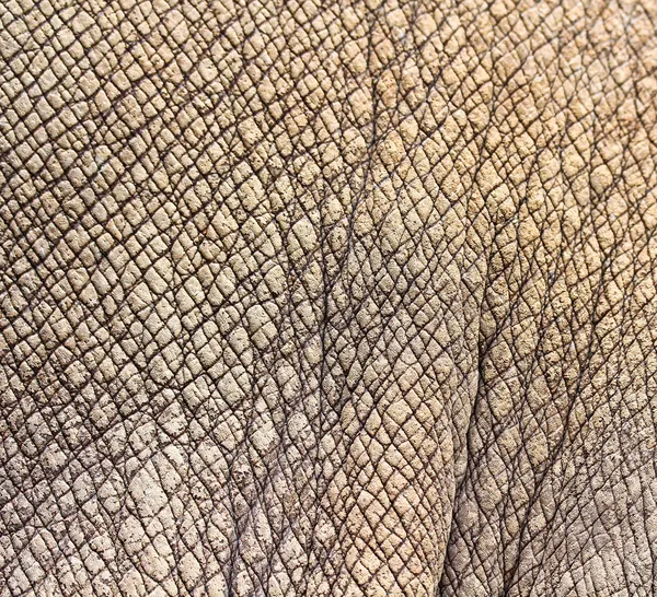 코뿔소 피부 — 스톡 사진