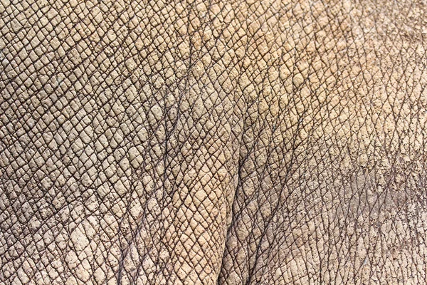 犀牛皮 — 图库照片