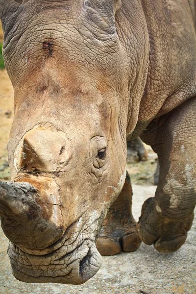 Nashorn — Stockfoto