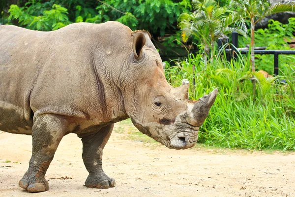 Rhino. — Foto de Stock