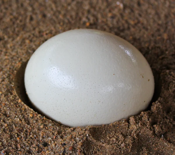 Ostrich egg — Stock Photo, Image